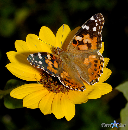 Click to magnify/shrink Iowa city Images